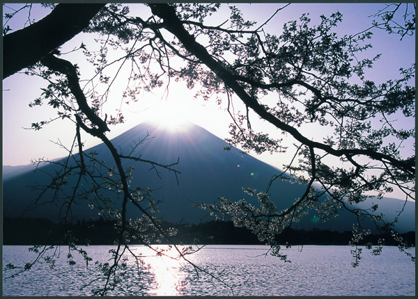 桜越しのダイアモンド富士