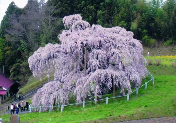 三春『滝桜』