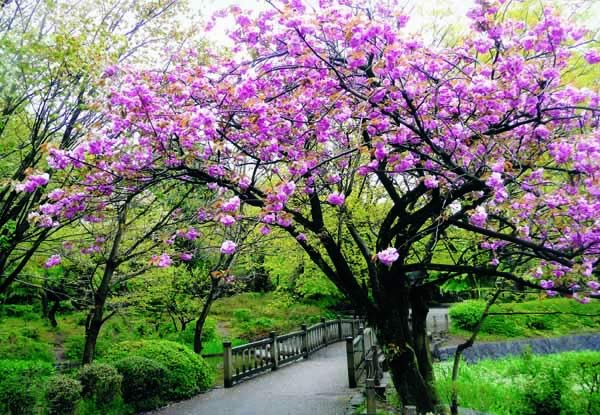 岡本公園の八重桜