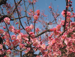 玉川病院