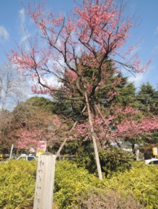 玉川病院