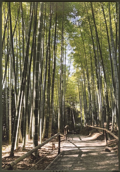 竹林を抜けると