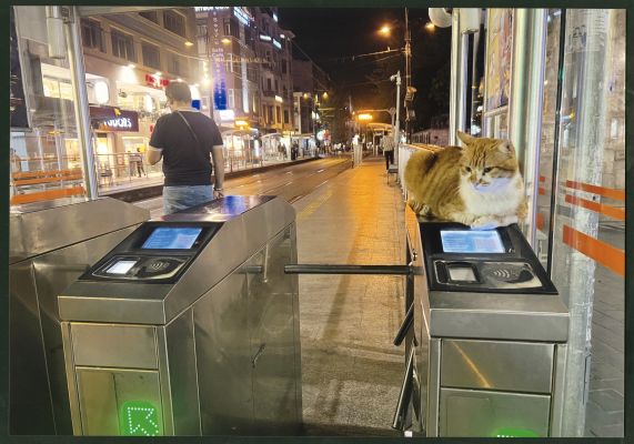 トルコの見張りネコ