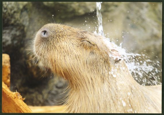 カピバラの打たせ湯～チョー気持ちいい～